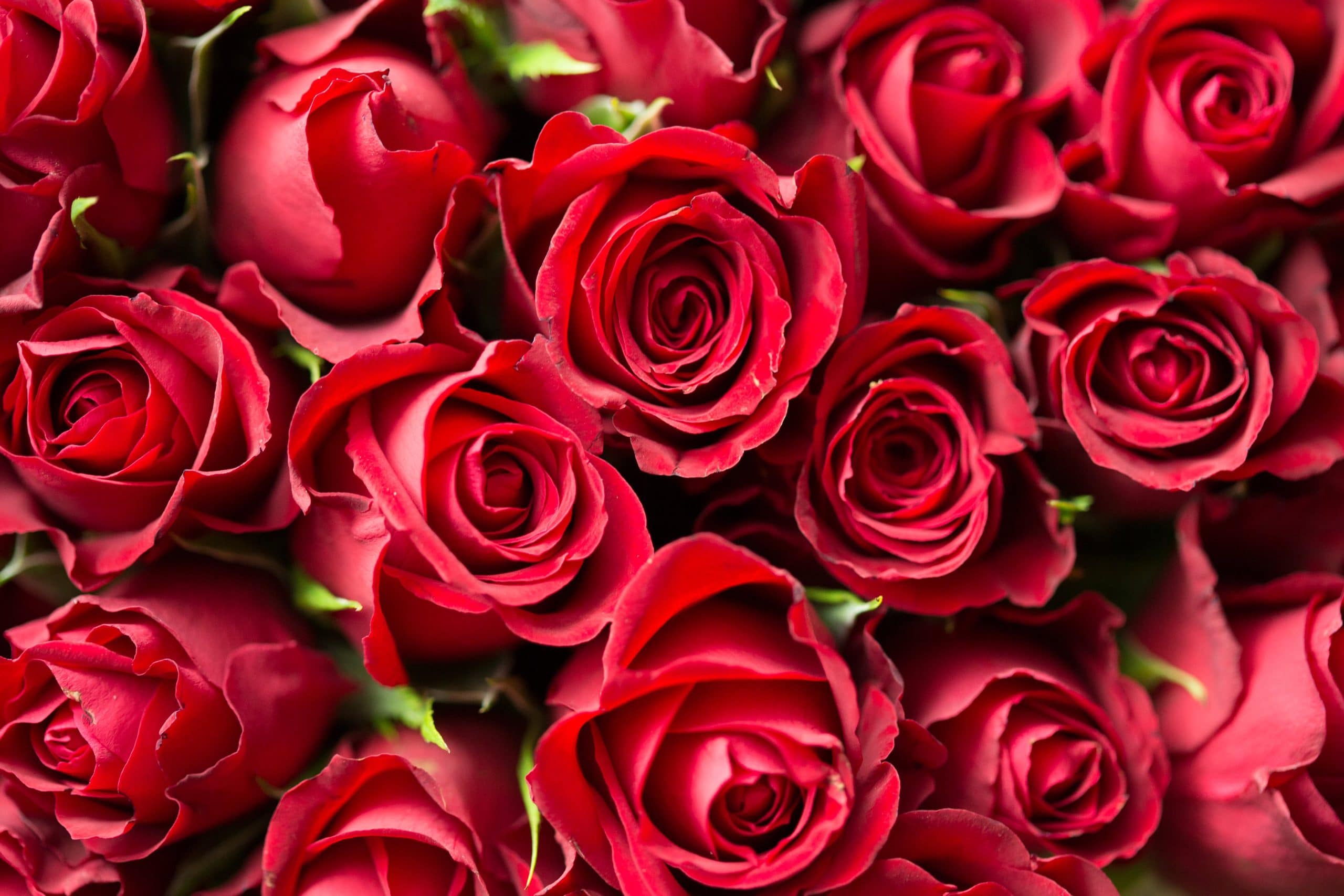 Valentine’s Day Gift Guide: Surprising Your Loved One with Something Special